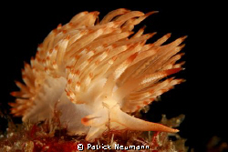 nudi from Anilao, Bethlehem by Patrick Neumann 